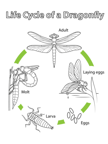 Life Cycle Of A Dragonfly Coloring Page